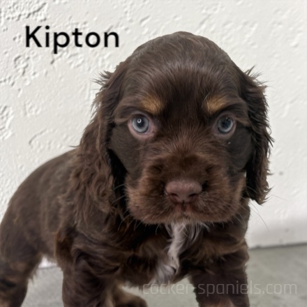 puppy, for, sale, Cocker Spaniel, Joe & Cherri  Overlease, dog, breeder, Miller, MO, dog-breeder, puppy-for-sale, forsale, nearby, find, puppyfind, locator, puppylocator, aca